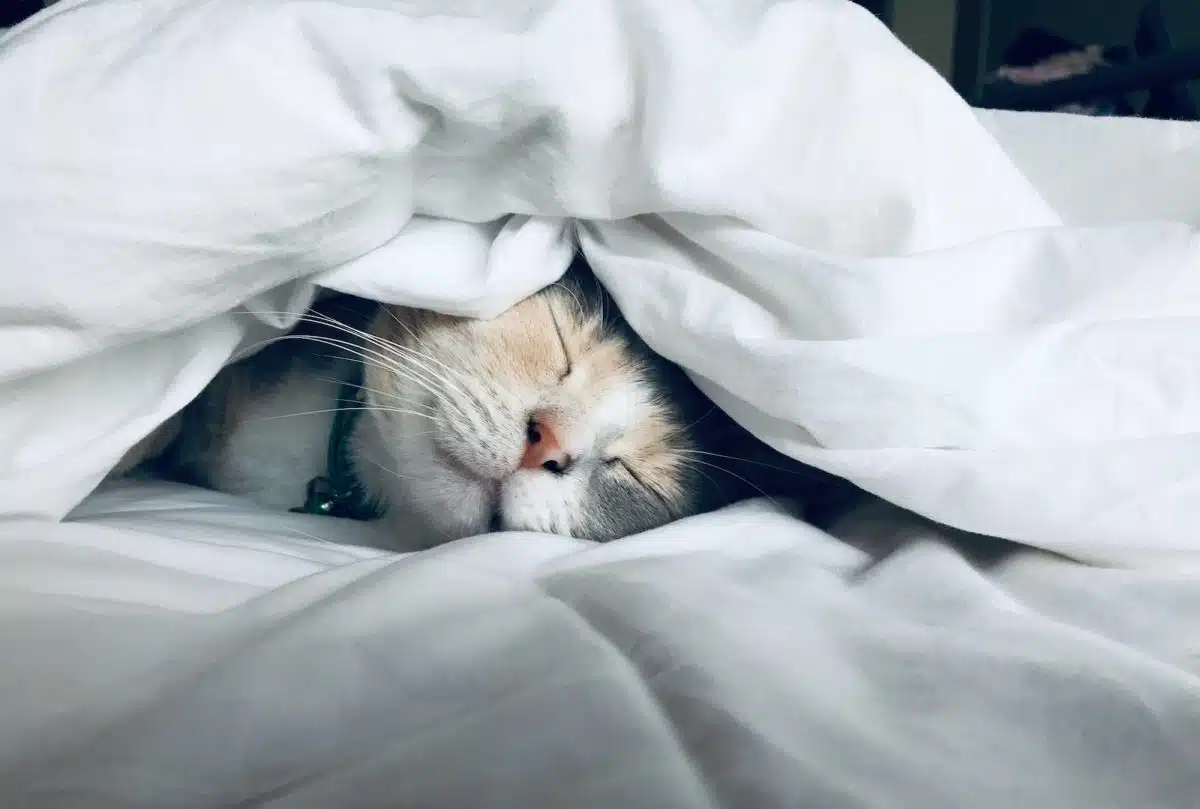 chat sous une couette